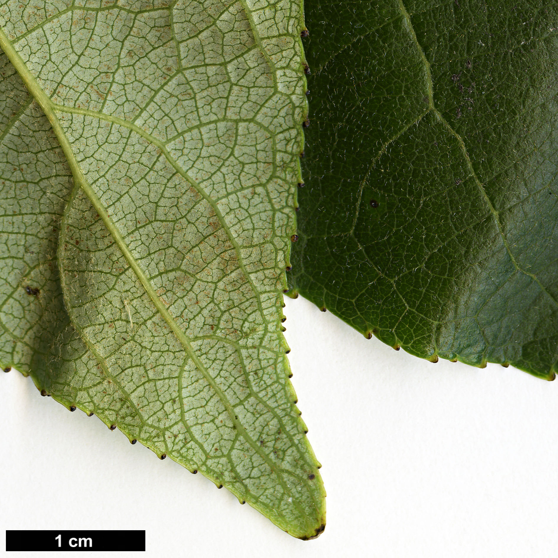 High resolution image: Family: Salicaceae - Genus: Populus - Taxon: szechuanica var. tibetica